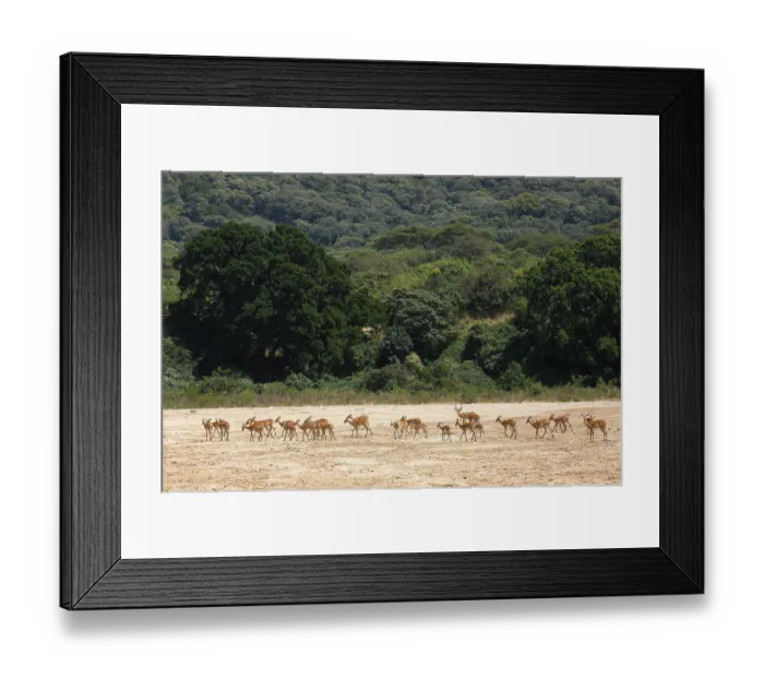 Framed Print : Impala (Aepyceros melampus), herd crossing dry riverbed Framed Print : Impala (Aepyceros melampus), herd crossing dry riverbed