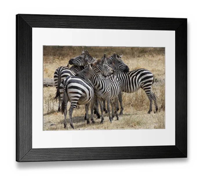 Framed Print : Zebra group (Equus quagga) grooming each other
