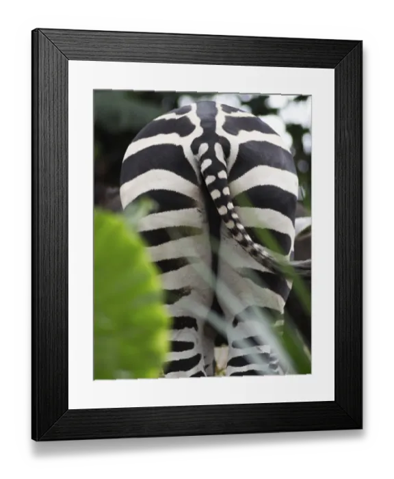 Framed Print : A bottom of the zebra in a zoo of Singapore Framed Print : A bottom of the zebra in a zoo of Singapore