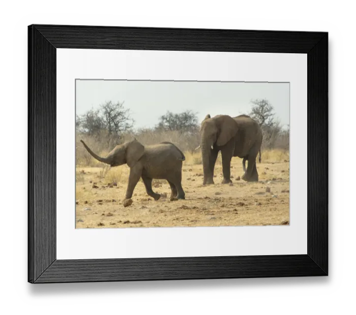 Framed Print : African Elephant (Loxodonta africana)