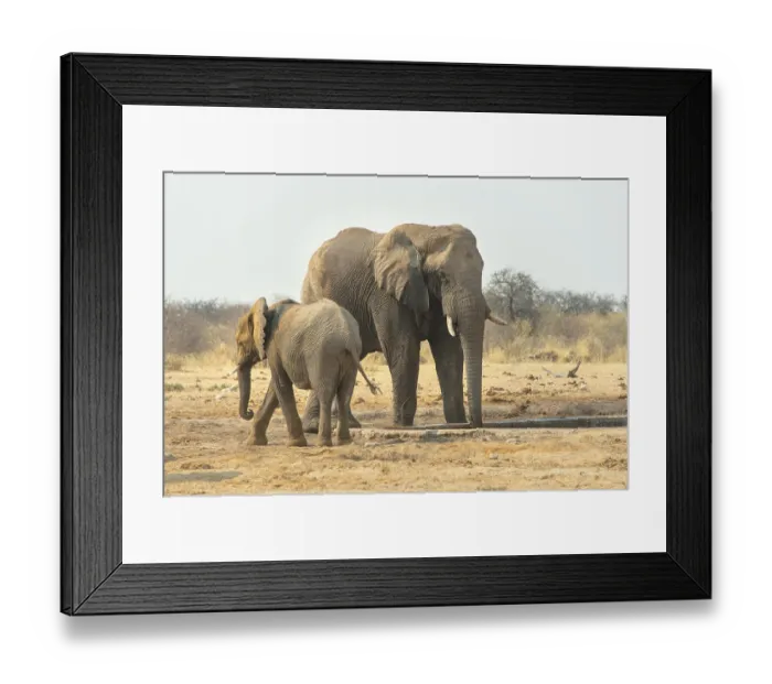Framed Print : African Elephant (Loxodonta africana)