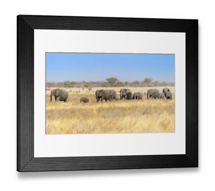 Framed Print : African elephants (Loxodonta africana) Framed Print : African elephants (Loxodonta africana)