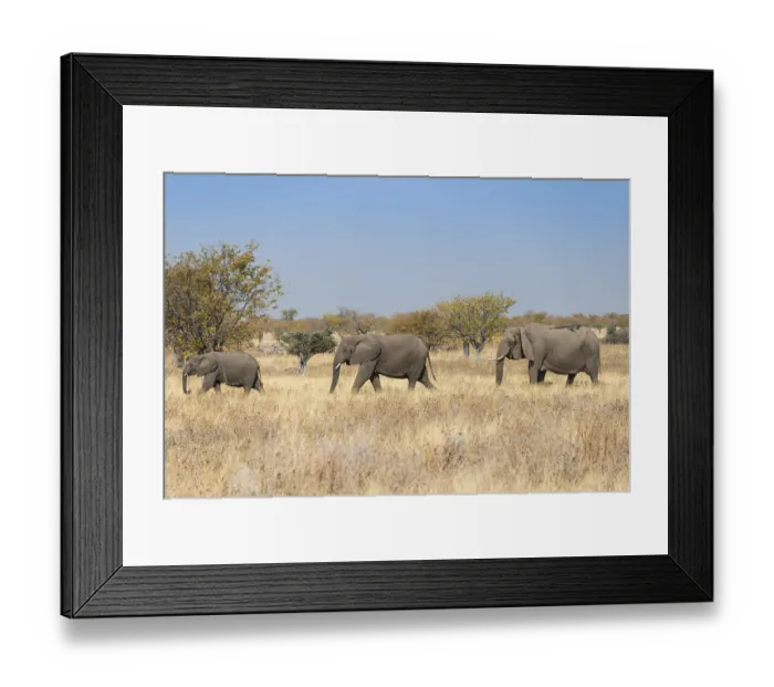 Framed Print : Three African elephants (Loxodonta africana)