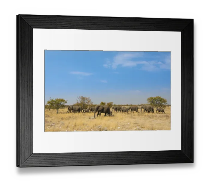 Framed Print : African elephants (Loxodonta africana)