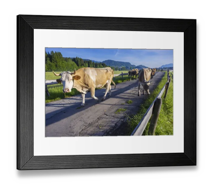 Framed Print : Cows are driven from the barn to the pasture in the morning