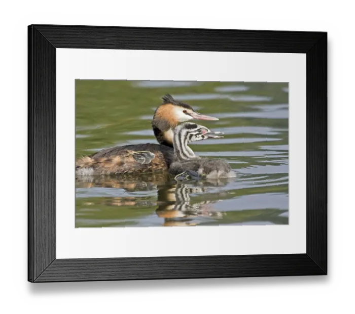 Framed Print : Great Crested Grebe (Podiceps cristatus) with chick