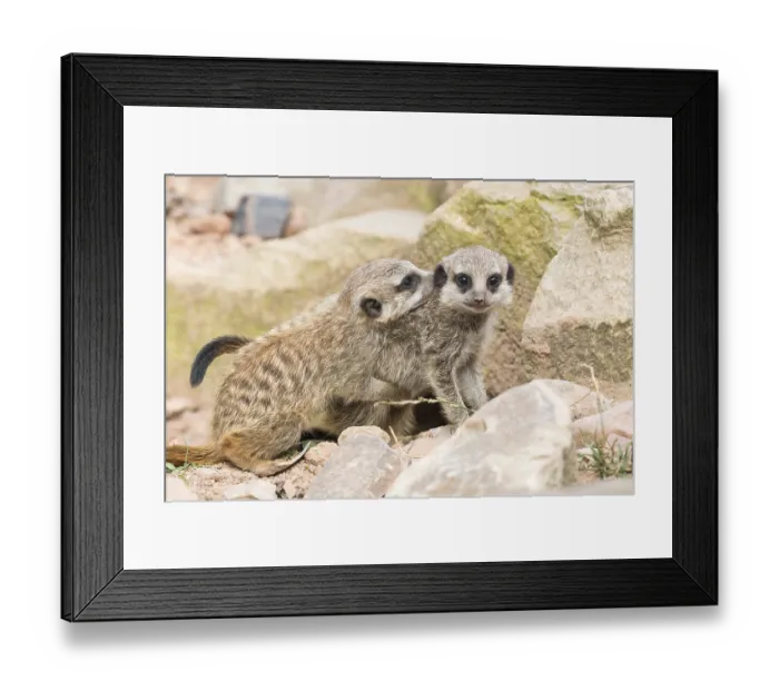 Framed Print : Two Meerkats (Suricata suricatta)