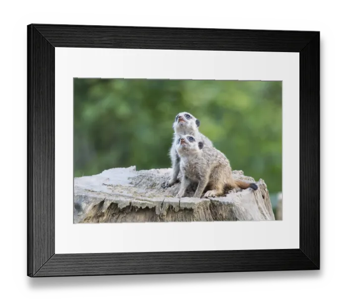 Framed Print : Two Meerkats (Suricata suricatta)