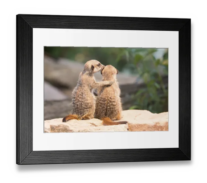 Framed Print : Two Meerkats (Suricata suricatta), young, captive