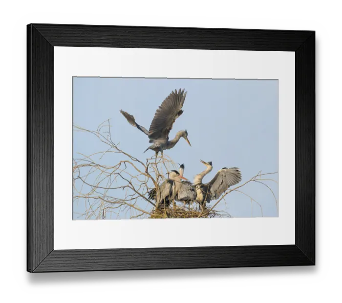 Framed Print : Two juvenile Grey Herons (Ardea cinerea) argue on the nest
