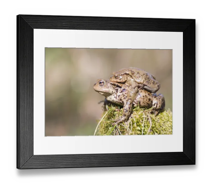 Framed Print : Common toads (bufo Bufu) migrating, Hesse, Germany Framed Print : Common toads (bufo Bufu) migrating, Hesse, Germany