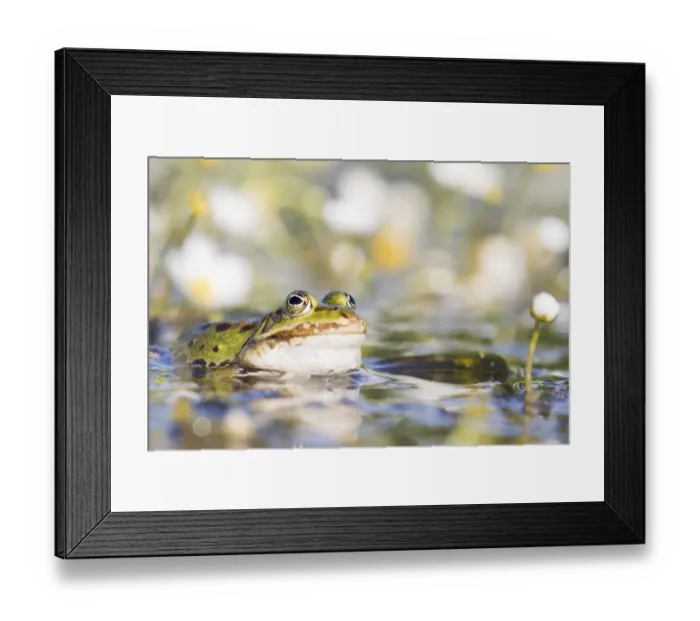 Framed Print : Edible frog (Pelophylax esculentus) in water