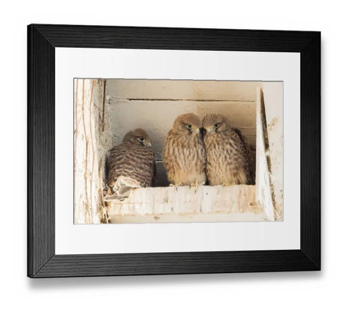 Framed Print : Three young common kestrels (Falco tinnunculus) in nest box Framed Print : Three young common kestrels (Falco tinnunculus) in nest box