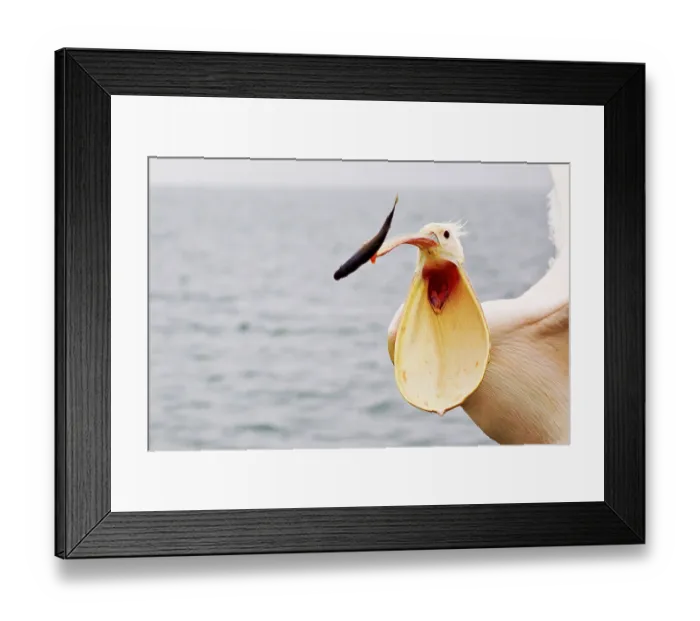 Framed Print : Great white pelican (Pelecanus onocrotalus) Framed Print : Great white pelican (Pelecanus onocrotalus)