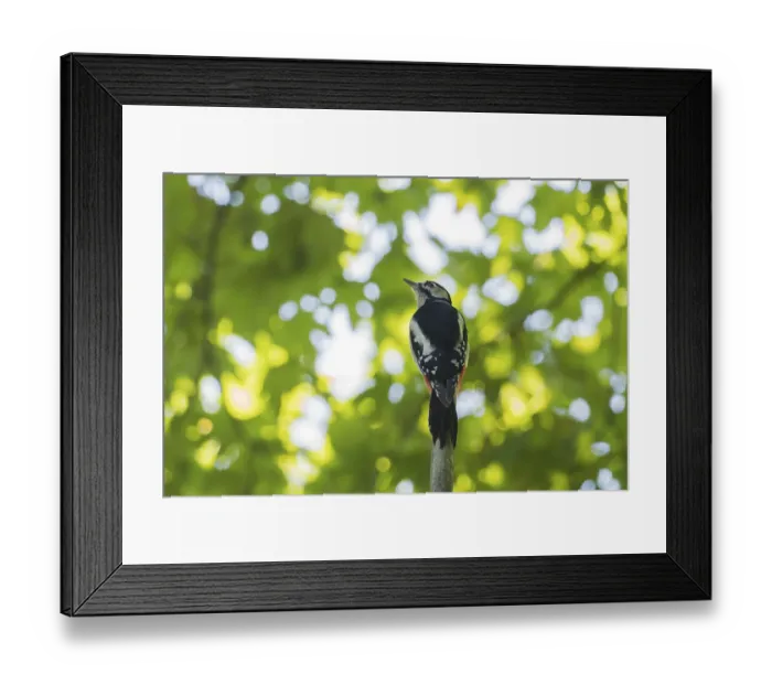 Framed Print : A great spotted woodpecker (Dendrocopos major) sitting on a branch surrounded by bright green foliage