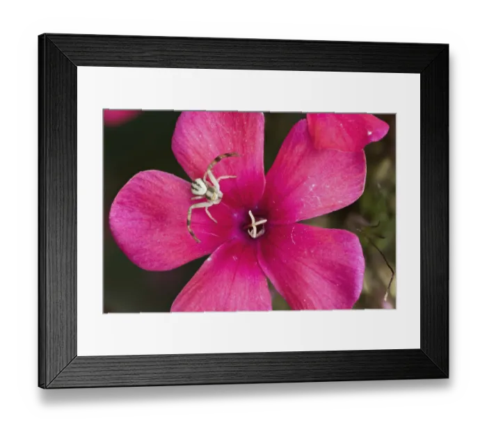 Framed Print : Goldenrod crab spider (Misumena vatia) sitting on a bright pink flower Framed Print : Goldenrod crab spider (Misumena vatia) sitting on a bright pink flower