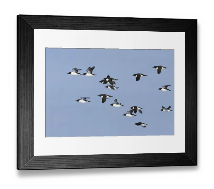 Framed Print : Thick-billed Murre (Uria lomvia)