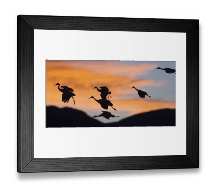 Framed Print : Sandhill Cranes (Grus canadensis) in flight at sunset