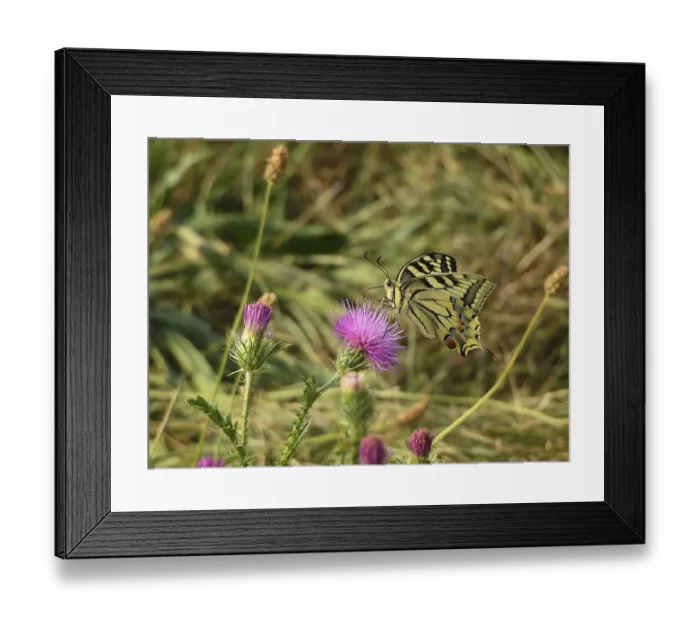 Framed Print : Swallowtail (Papilio machaon) on curly thistle