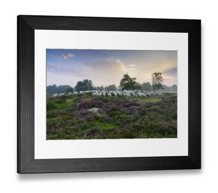 Framed Print : Shepherd with a flock of sheep in the heath at the Thulsfeld dam at sunrise in the fog