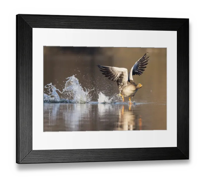 Framed Print : Greylag goose (anser anser), flying