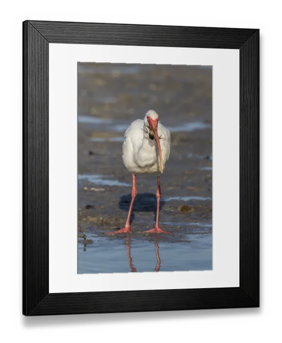 Framed Print : American white ibis (Eudocimus albus)