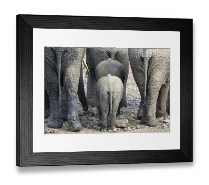 Framed Print : African elephant (Loxodonta africana) Framed Print : African elephant (Loxodonta africana)