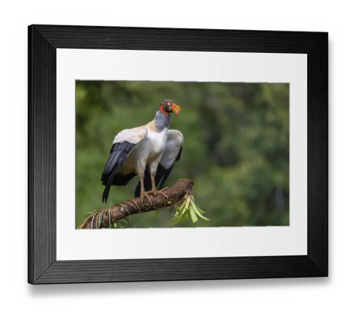 Framed Print : King vulture (Sarcoramphus papa)