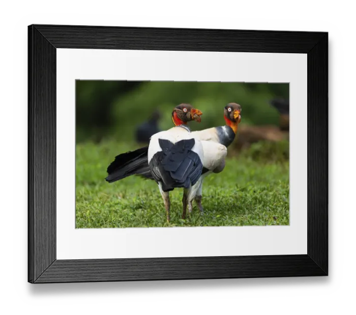 Framed Print : King vulture (Sarcoramphus papa)