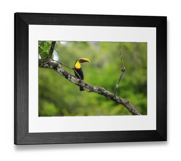 Framed Print : Golden-throated Toucan (Ramphastos ambiguus)