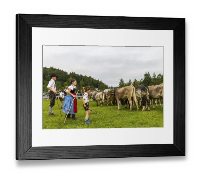 Framed Print : Cattle drive, cattle drive, domestic cattle (Bovidae)