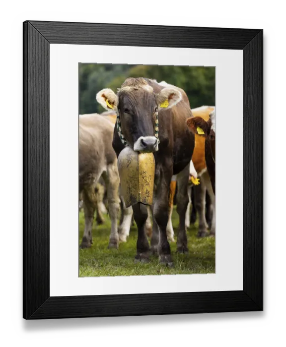 Framed Print : Cattle drive, cattle drive, domestic cattle (Bovidae)