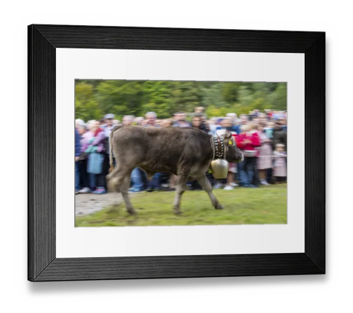 Framed Print : Cattle drive, cattle drive, domestic cattle (Bovidae) running in front of spectators Framed Print : Cattle drive, cattle drive, domestic cattle (Bovidae) running in front of spectators
