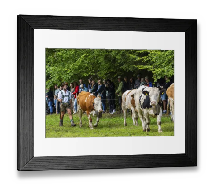 Framed Print : Cattle drive, cattle drive, herdsman