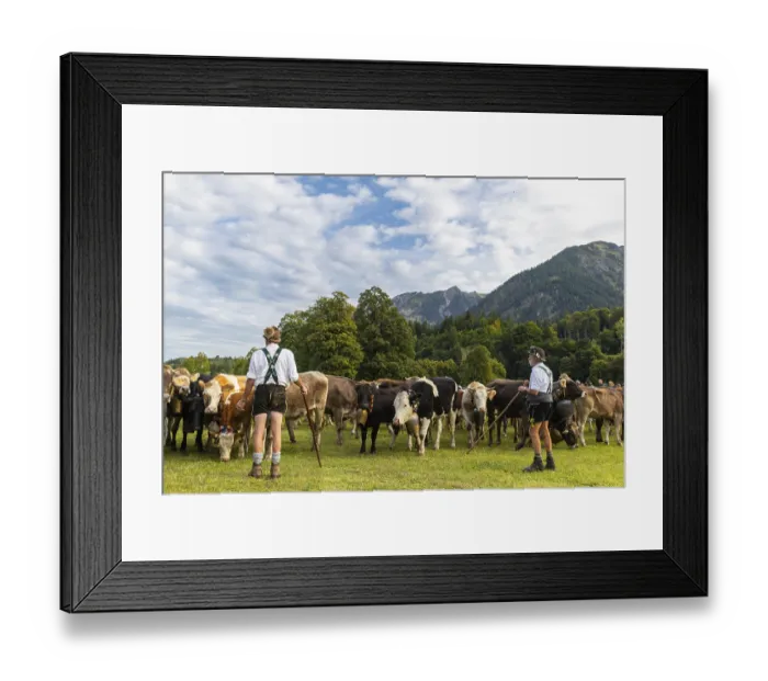 Framed Print : Cattle drive, cattle drive, alpine herdsmen