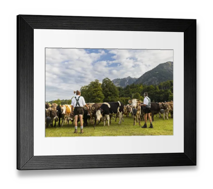 Framed Print : Cattle drive, cattle drive, alpine herdsmen Framed Print : Cattle drive, cattle drive, alpine herdsmen