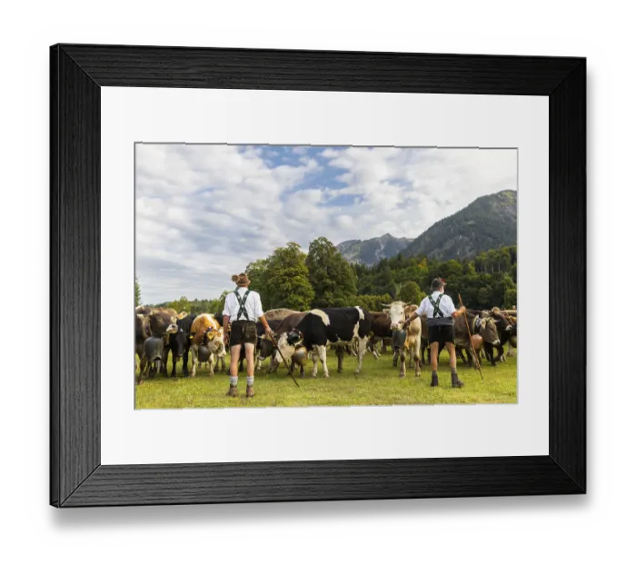 Framed Print : Cattle drive, cattle drive, alpine herdsmen