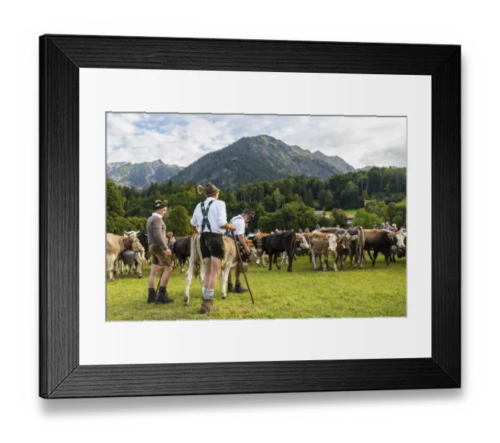 Framed Print : Cattle drive, cattle drive, alpine herdsmen Framed Print : Cattle drive, cattle drive, alpine herdsmen