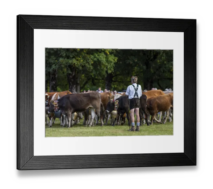 Framed Print : Cattle drive, cattle drive, alpine herdsman