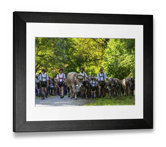 Framed Print : Cattle drive, cattle drive, herdsman Framed Print : Cattle drive, cattle drive, herdsman