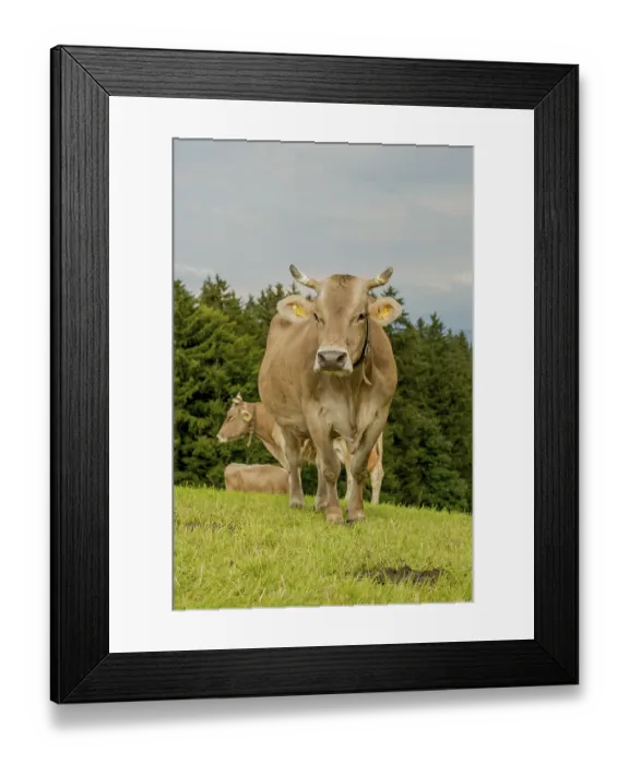 Framed Print : Cows in pasture, Switzerland, Europe Framed Print : Cows in pasture, Switzerland, Europe