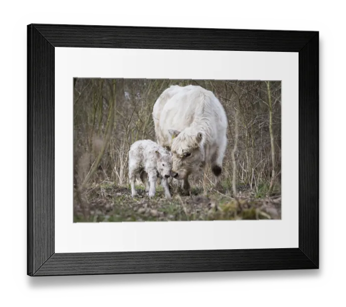 Framed Print : Galloway cattle (Bos primigenius taurus) with blond pigmentation Framed Print : Galloway cattle (Bos primigenius taurus) with blond pigmentation