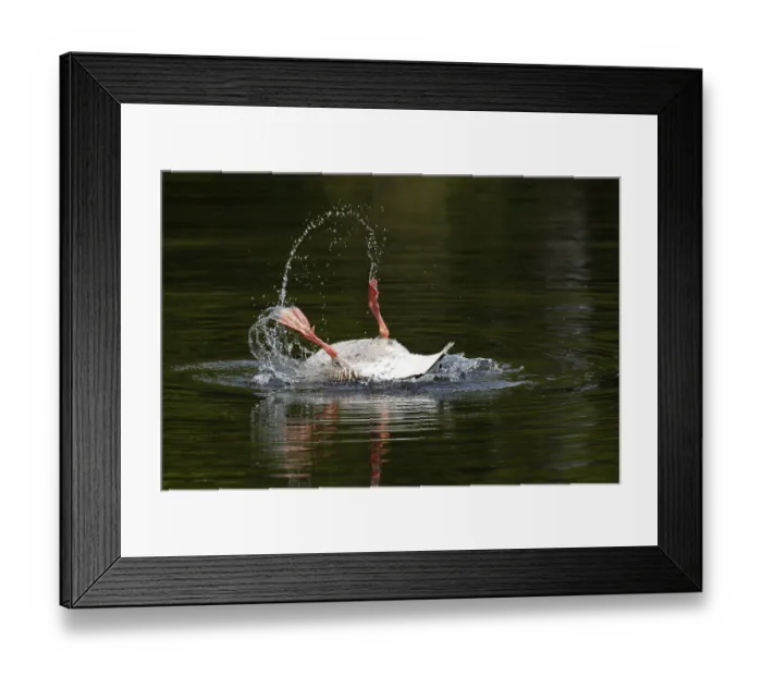 Framed Print : Bathing Greylag Goose (Anser anser) splashing with water