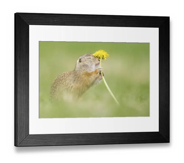 Framed Print : European ground squirrel (Spermophilus citellus) sniffs at Lowenzahn (Taraxacum) Framed Print : European ground squirrel (Spermophilus citellus) sniffs at Lowenzahn (Taraxacum)