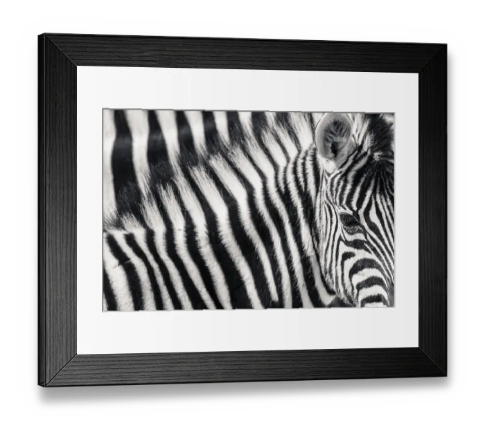 Framed Print : Burchell's Zebra (Equus quagga burchellii) Framed Print : Burchell's Zebra (Equus quagga burchellii)