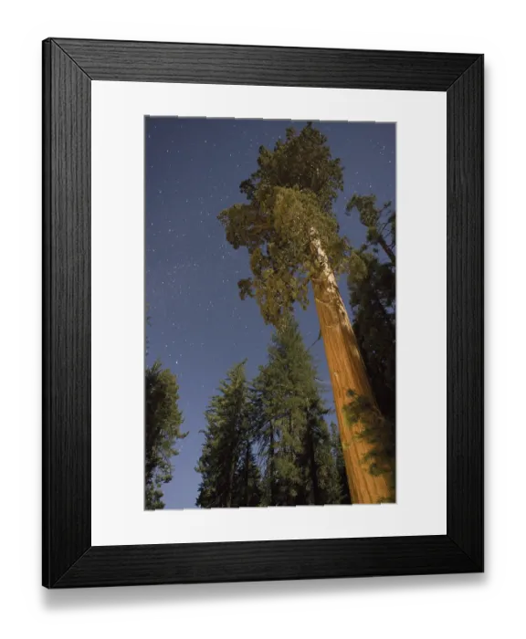 Framed Print : Giant Redwood (Sequoiadendron giganteum) at night