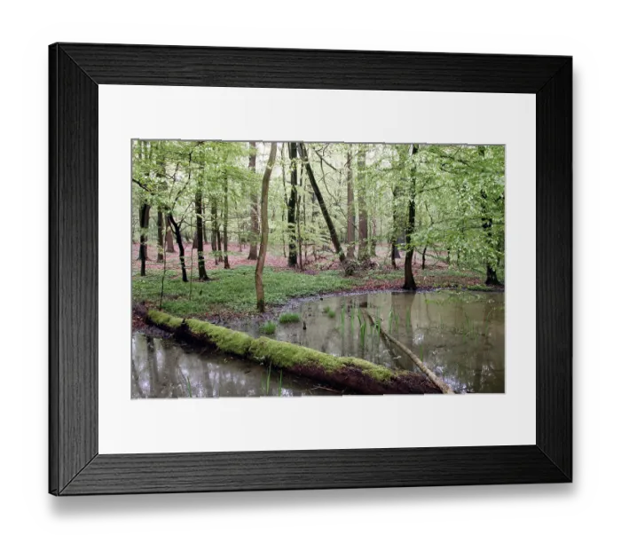 Framed Print : Deciduous forest and pond in spring Framed Print : Deciduous forest and pond in spring