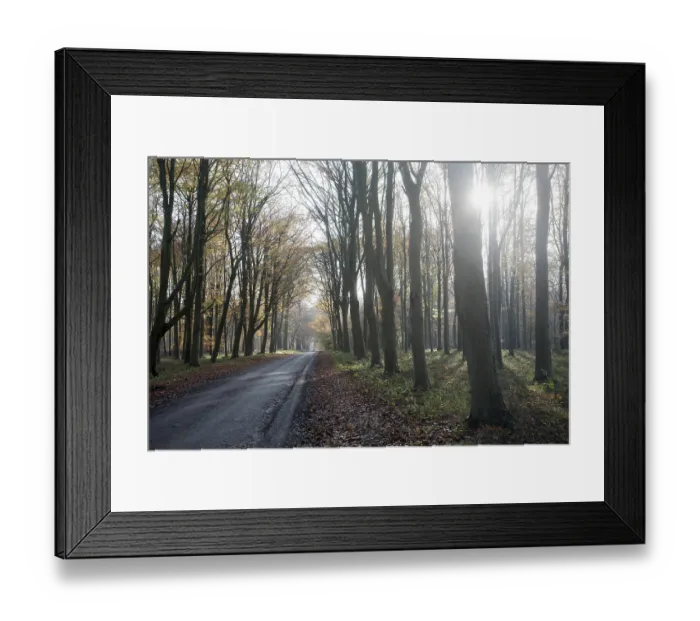 Framed Print : Road passing by brown beech tree autumn leaves through Savernake Forest Framed Print : Road passing by brown beech tree autumn leaves through Savernake Forest