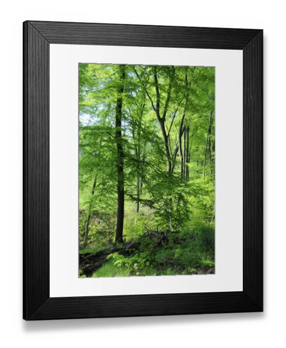 Framed Print : Beech forest in spring, Arenberg Castle Framed Print : Beech forest in spring, Arenberg Castle