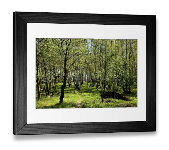 Framed Print : Birch forest near Breitenau